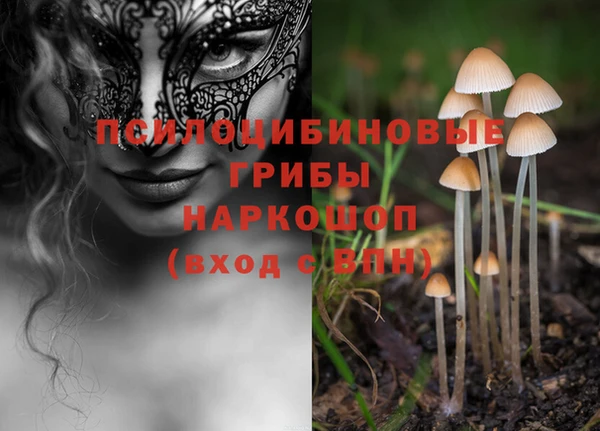стаф Дмитров